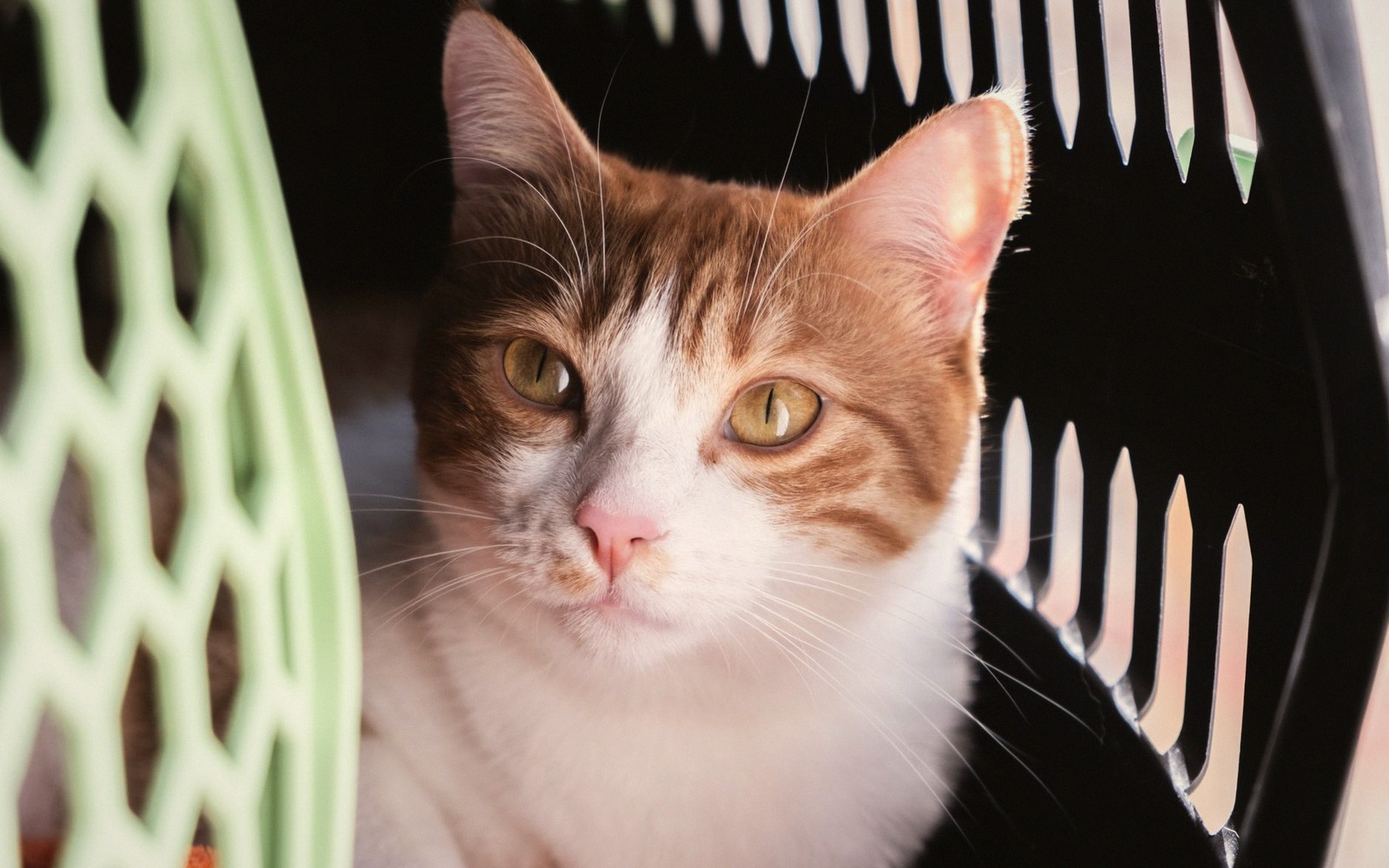 a cat sitting in an open top-loading carrier