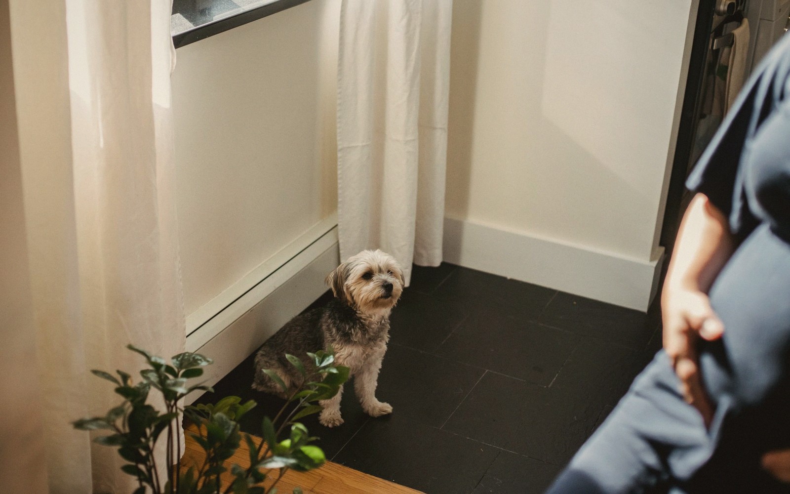 a dog waiting calmly on a consulting room floor